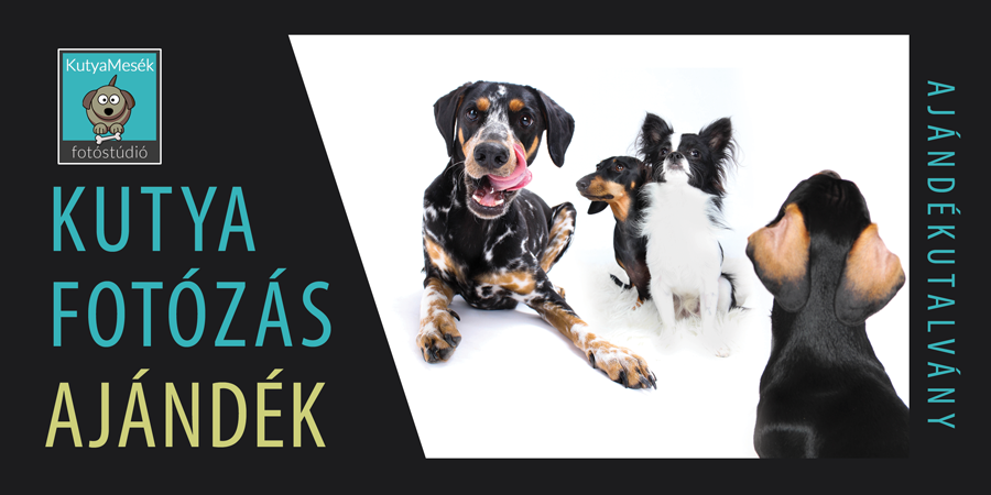 élmény ajándék - kutyafotózás Debrecen